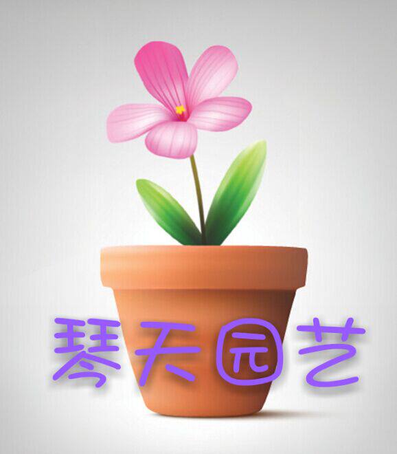 琴天园艺