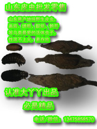 山东大丫丫皮虫的LOGO