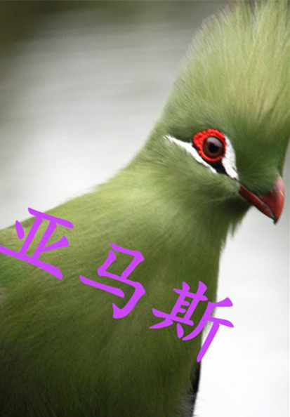 亚马斯