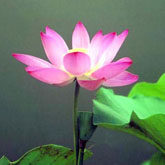 菩提药源