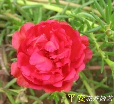 平安花卉园艺
