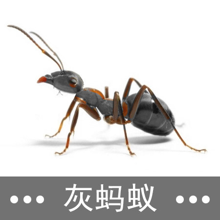 灰蚂蚁
