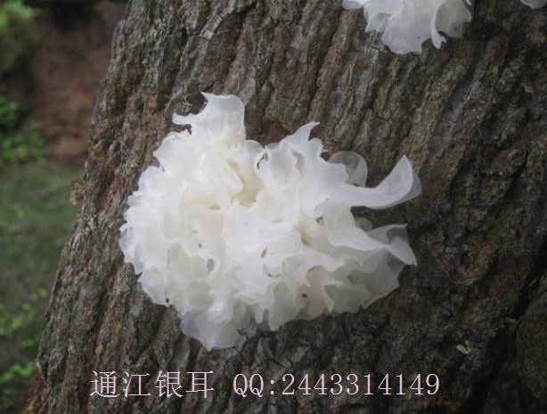 御奉陈河通江深山椴木精品雪耳银耳耳农直供