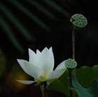 灵芝窗饰