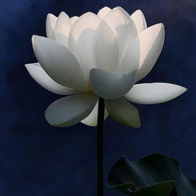 华王龙轩