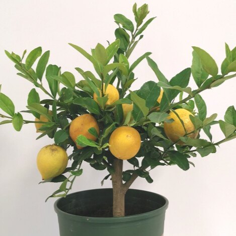 松林绿植园艺
