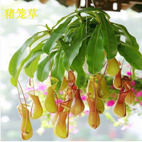 馨馨花语家居