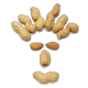 花生堂―烟台特产店的LOGO