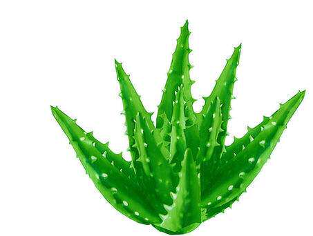 三姨家芦荟店的LOGO