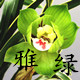 雅绿正品兰花直销的LOGO