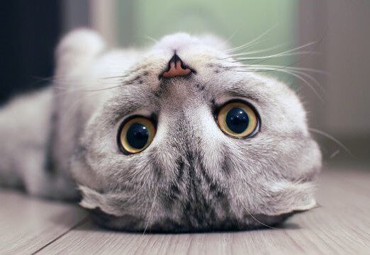 爱生活爱宠物