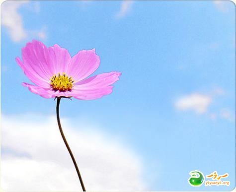 园中之花母婴用品店的LOGO