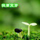 文苑种业