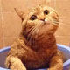 Orange cat橘猫的婚纱店