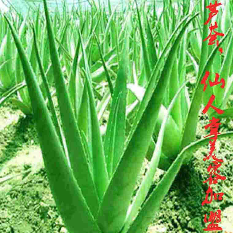 芦荟自然美肤馆