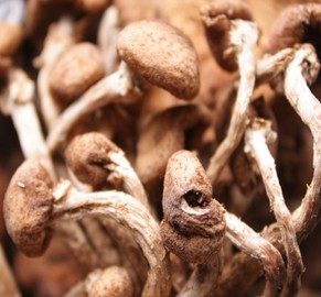 老东北大森林山野特产