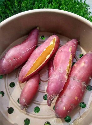老竺小香薯