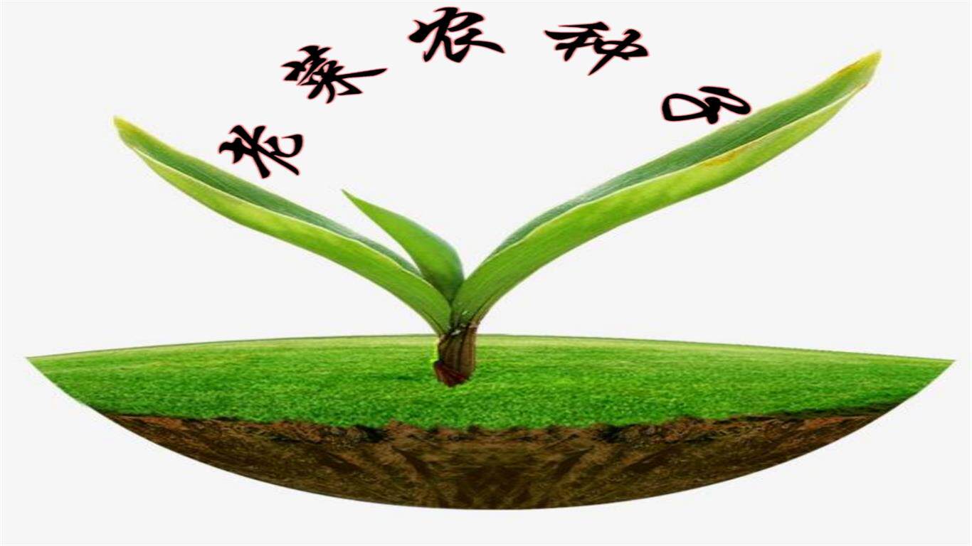 老菜农种业
