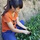 培珍铁观音