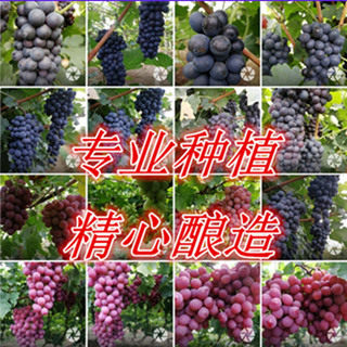 怀来宇家酿酒葡萄