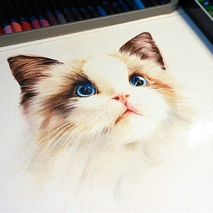 小姐姐家的布偶猫