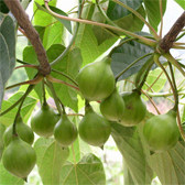 信阳桐油专销