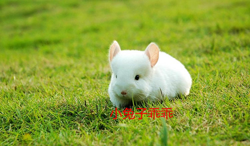 爱宠美食阁的LOGO