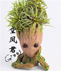 空凤君Airplant King