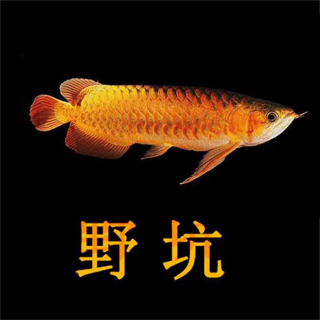 野坑户外渔具