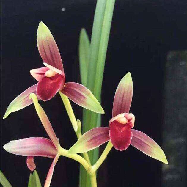 花慕兰草堂