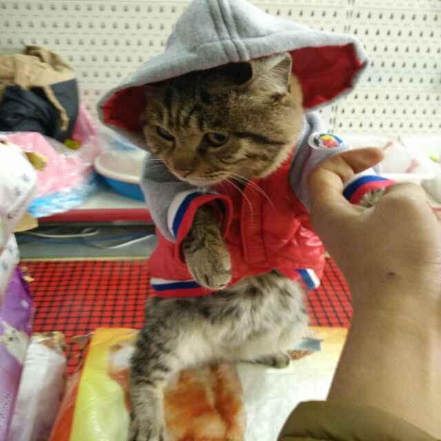 新疆大龙猫的LOGO