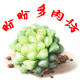 盼盼多肉坊的LOGO