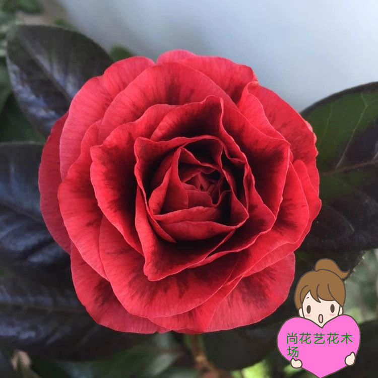 尚花艺花木场的LOGO