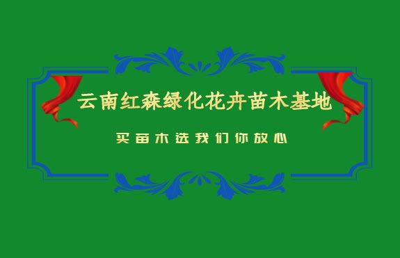 云南红森绿化花卉苗木基地