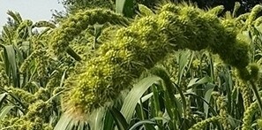 龙湖山下的农家院