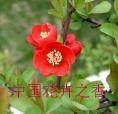 广源花卉