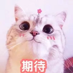 一只猪开的玩具店