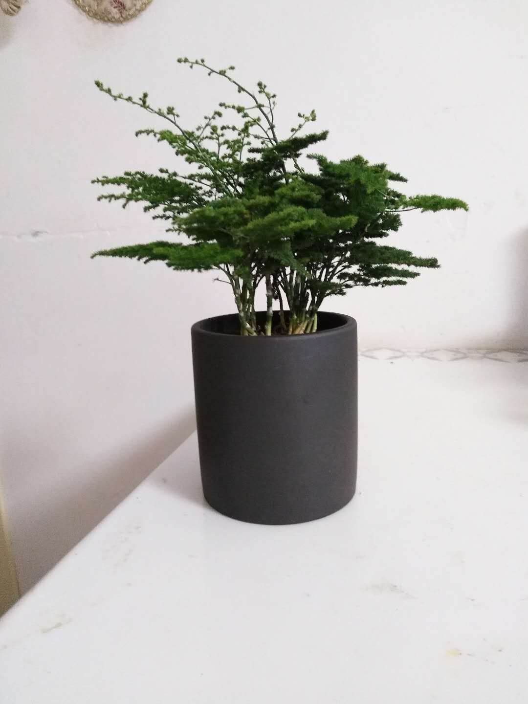 芊卉唐山云竹基地的LOGO