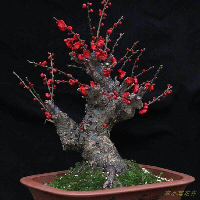 李小燕花卉