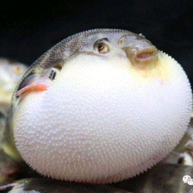 宝狐钓具