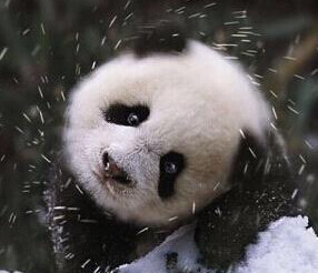 磨时林