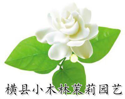 小木林茉莉园艺的LOGO