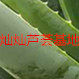 灿灿芦荟
