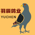 羽辰鸽业