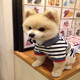 Bear toffy Pet的LOGO