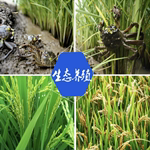 蟹小稻生态农场