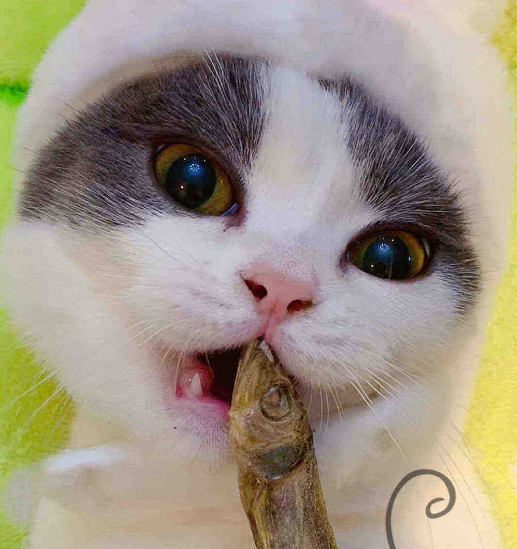 Cc cats