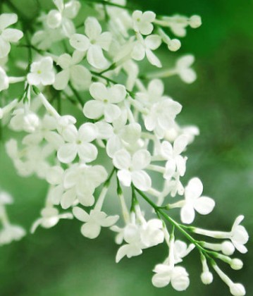 长白山野生丁香茶基地