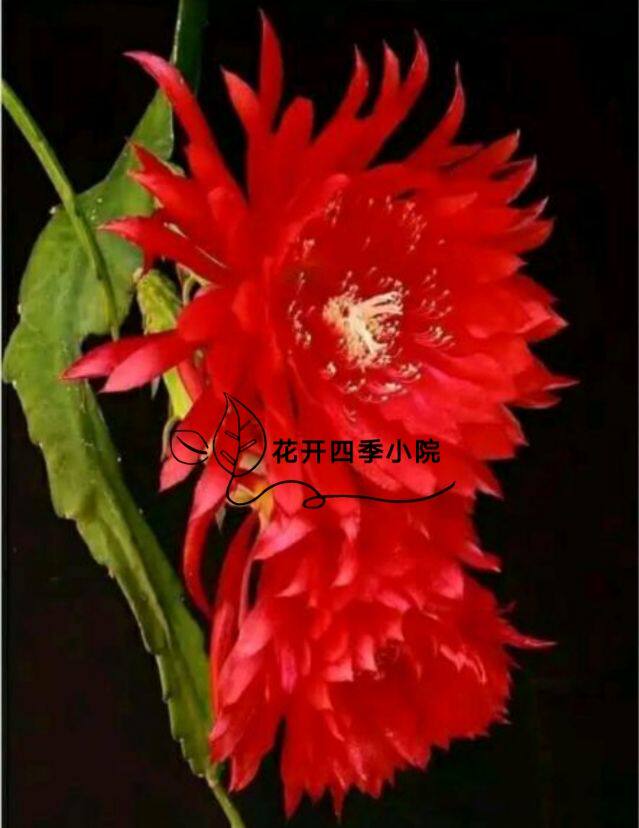 花开四季小院的LOGO