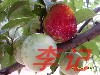 小李飞刀特产批发